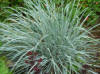 Elymus hispidus - Ornamental Blue Grass